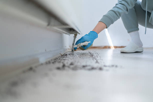 Pest Prevention Services in Berlin, NH